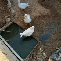 سه تا غاز|حیوانات مزرعه|رامشیر, |دیوار