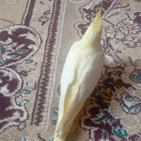 یک جفت عروس هلندی