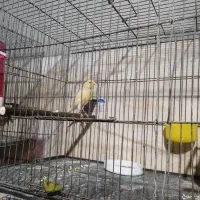 قناری نر کشیده بلند