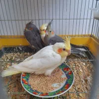 جوجه عروس