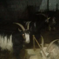 بز چاق|حیوانات مزرعه|دزفول, |دیوار