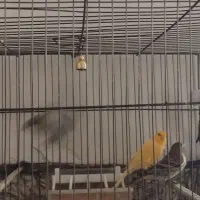 قناری نر|پرنده|کرج, حصارک پایین|دیوار