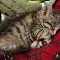 یک عددجوجه گربه نژاد دارپشمالو ی چشم سبز|گربه|تربت جام, یحیی آباد|دیوار