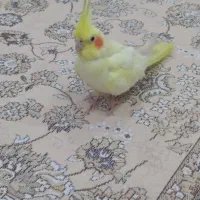 یک عروس رام یکجفت طوطی برزیلی|پرنده|بوکان, |دیوار