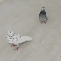 کفتر|پرنده|اردبیل, |دیوار