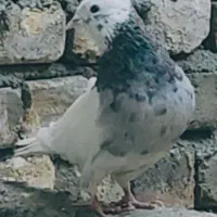 دوعدد طوقی کرمانشاه