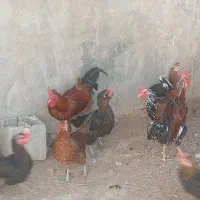 مرغ و خروس محلی|حیوانات مزرعه|بیرم, |دیوار