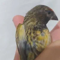 جوجه گلبسر|پرنده|مرودشت, علی‌آباد‎|دیوار