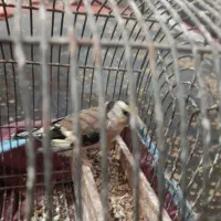 فروش سهره ماده کار داره