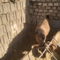 بزغاله نر|حیوانات مزرعه|فردوس (خراسان), |دیوار