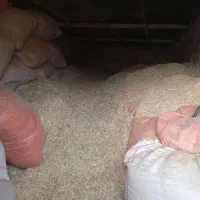 فروش‌کاه‌لوبیا‌درجه‌یک‌خشک