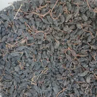 کشمکش بیدانه ومویز