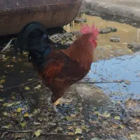 خروس و مرغ تخم گزاری