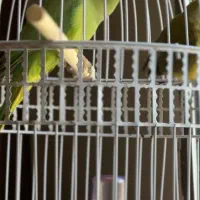 دو‌عدد پرنده و طوطی ملنگو