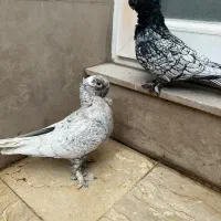 جفت کبوتر بلاندنیت سیلور|پرنده|تهران, سردارجنگل|دیوار