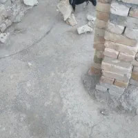 سگ پاکوتاه گوش سیخ