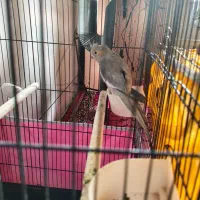 عروس هلندی|پرنده|بروجن, |دیوار