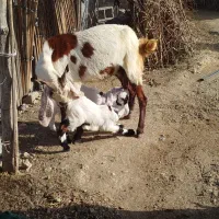 بز‌ پاکستانی‌