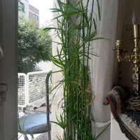 گل تک|گل و گیاه طبیعی|اصفهان, فرح آباد|دیوار