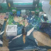 اکواریوم|ماهی|نقده, |دیوار