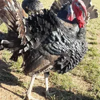 بوقلمون برنز و بوربون|حیوانات مزرعه|کوهدشت, |دیوار