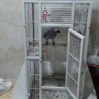 قفس طوطی کاسکو