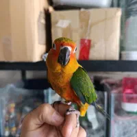 جوجه گرین دبل رد و تراکوییس یلو و خورشیدی و قناری|پرنده|خورموج, |دیوار