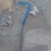 کفتر سالم