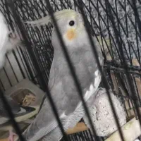 عروس هلندی نر و ماده جفت|پرنده|شیراز, شهرک والفجر|دیوار