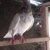 کبوتر پرشی|پرنده|رشت, یخسازی|دیوار