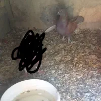 کبوتر|پرنده|شاهین‌شهر, طالقانی|دیوار