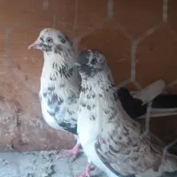 6 عدد کبوتر تهرانی