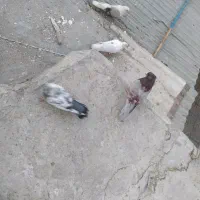 تعدادی کبوتر