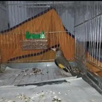 سهره نر دورگ فیروزکوه و کرمانی۲ عدد معاوضه|پرنده|کرج, دولتآباد|دیوار