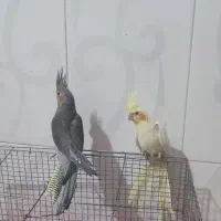 فروش دو عدد عروس هلندی