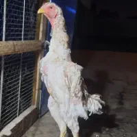 تخم لاری اوشامو نطفه دار|حیوانات مزرعه|مشهد, کوشش|دیوار