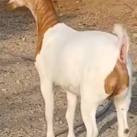 خالص اصیل|حیوانات مزرعه|ساری, |دیوار