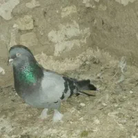 نر کچی پاپر