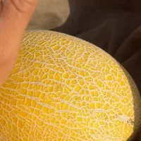 خربزه گاوی