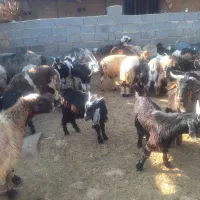 50راس کهره نر دشمن زیاری نوراباد|حیوانات مزرعه|دشمن زیاری, |دیوار