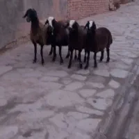 دام سبک گوسفند بره دار(میش)