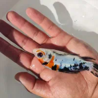 ماهی کوی|ماهی|تهران, جوادیه|دیوار