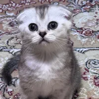 گربه دوماهه