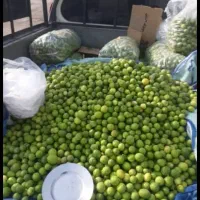 ابلیموصددرصد طبیعی از باغ شوشتر|خوردنی و آشامیدنی|اهواز, کوی فرهنگیان ۱|دیوار