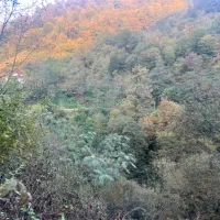 زمین ویلایی دربهارستان پشت باغ حافظ|فروش زمین و ملک کلنگی|آستارا, |دیوار