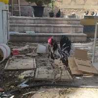 مرغ گلین پنگوئنی فول کیفیت