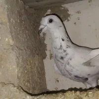 کبوتر نامبر