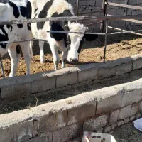 گاو و تخت|حیوانات مزرعه|نیشابور, محله میدان باغات|دیوار