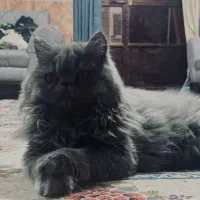 گربه پرشین|گربه|قشم, |دیوار