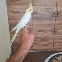 عروس هلندی نر جوجه|پرنده|صدرا-فارس, فاز ۱|دیوار